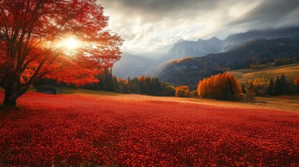 Poster - Autumn landscape featuring vibrant buckwheat seed field with colorful foliage and scenic mountains under dramatic sky at sunset