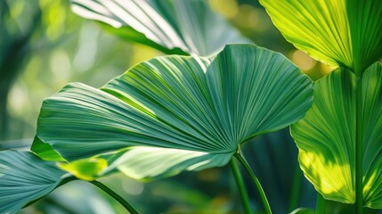 Poster - Close up of lush green leaves illuminated by sunlight creating a serene natural background for garden or wallpaper use.