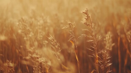 Poster - golden autumn meadow with dried corn ready for harvest soft focus close up natural landscape background