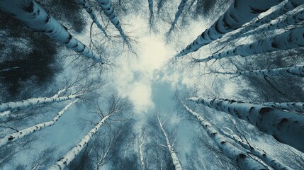 Poster - Majestic view of a birch forest from below, showcasing white trunks reaching towards a cloudy sky in a serene winter landscape