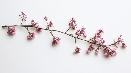 Poster - Delicate branch of pink flowers elegantly arranged on a minimalist white background for floral design and spring-themed concepts.