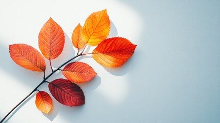 Poster - vibrant autumn leaves in shades of orange and red on a white background showcasing seasonal beauty and natural textures