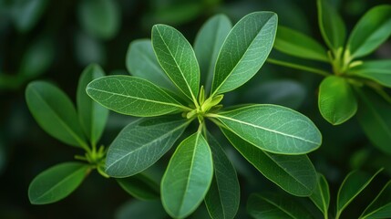 Poster - Detailed close-up of lush green flower leaves showcasing intricate patterns and vibrant hues in natural light setting.
