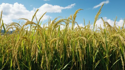 Poster - Vibrant view of golden rice paddy field with lush green stalks under a bright blue sky and fluffy clouds on a sunny day
