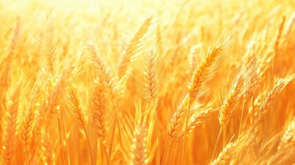 Poster - Golden hour glow over a serene wheat field showcasing vibrant yellow tones and soft sunlight in a tranquil rural landscape.