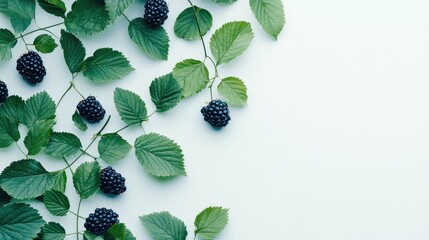 Aufkleber - Fresh blackberries and lush green leaves arranged on a clean white background showcasing vibrant summer produce elegance