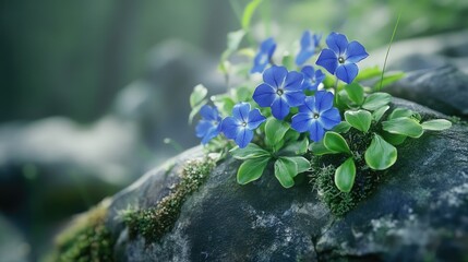 Poster - Closeup of vibrant periwinkle flowers blooming on a mossy stone surrounded by lush green leaves in a serene spring setting