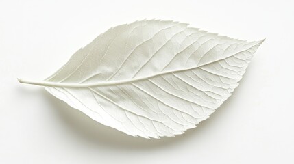 Poster - Delicate white leaf isolated on clean background showcasing intricate vein patterns and soft texture for nature and minimalism themes