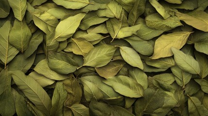 Poster - High angle view of a dense pile of various green leaves creating a natural backdrop with ample space on the left for personalized messaging