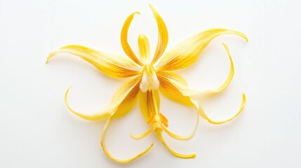 Aufkleber - Vibrant yellow orchid flower isolated on a clean white background showcasing intricate petal details and natural beauty
