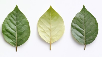 Poster - Diverse collection of green and yellow leaves showcasing different stages of leaf maturity against a white background.