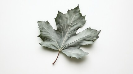 Poster - Gray maple leaf captured on white background showcasing intricate vein patterns and natural textures perfect for design and nature themes.
