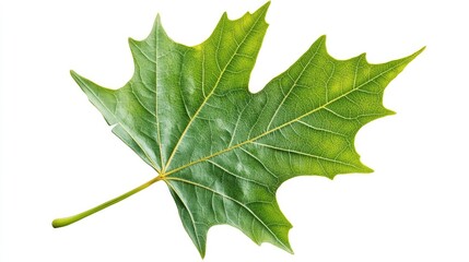 Poster - Vibrant green maple leaf isolated on white background showcasing intricate vein patterns and natural textures for botanical themes.