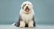 © gn8 - Fluffy old english sheepdog portrait with light blue background