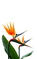 Poster - Strelitzia flowers and Xanadu leaves create a vibrant splash of color against a crisp white natural background concept._00002_
