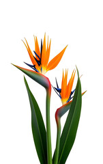 Poster - Strelitzia flowers and Xanadu leaves create a vibrant splash of color against a crisp white natural background concept._00001_