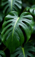 Poster - Monstera leaves with selective focus used to decorate tropical and botanical compositions emphasizing natural beauty in interior design concepts._00003_