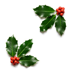 Wall Mural - christmas holly (ilex) with red berries, isolated on white.