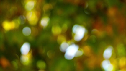Wall Mural - autumn abstract background at the very beginning of the season, with blurred contours of foliage in 