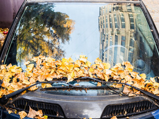 Wall Mural - yellow fallen leaves on windshield of small car