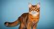 © gn8 - Elegant somali cat with fluffy tail in front of blue background for animal lovers