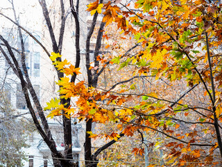 Wall Mural - colorful leaves and building in winter twilight