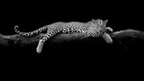 Sleeping leopard on branch, black and white.