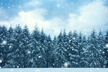 Wall Mural - Merry Christmas background with snowfall in winter forest.