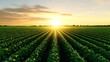 © terat - Sunset over Green Agricultural Field
