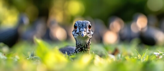 Poster - Curious chick peeking from grass, other chicks blurred background.