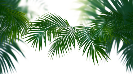 Wall Mural - Palm leaf,summer green plant.tropical tree leaves,exotic foliage. coconut branch for party ,banner, fern.transparent, png