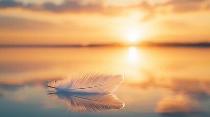 Wall Mural - A delicate white feather floating gently on calm water during sunset.