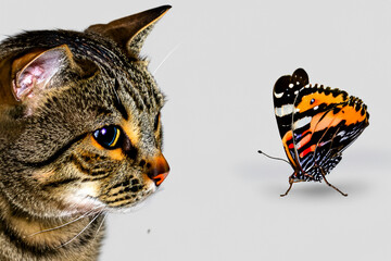 Wall Mural - Cat looking at butterfly. Cat with white background and butterfly. Cat sitting on white background with a butterfly. A cat sits on a white colored background with a lifestyle butterfly.