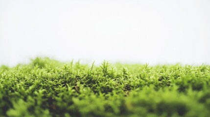 Poster - A close-up shot of a vibrant green moss piece isolated on a clean white background, highlighting its texture and natural beauty.