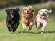© Lauren - Three Dogs Running Different Colors Black Blonde Playing Fun Animals Pet Animal Run Exercise Health Healthy