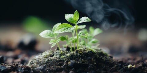 Wall Mural - sprout growing from the ground