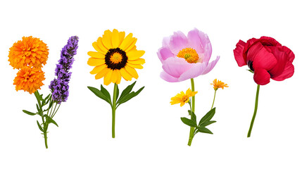 Wall Mural - set of flowers (marigold, rudbeckia, salvia, peony, poppy) isolated on white or transparent backgrou