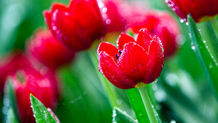 Wall Mural - a bulbous spring-flowering plant of the lily family