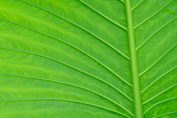 Wall Mural - green leaves wall background, leaf wall nature background