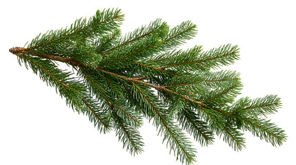 Christmas tree branch isolated on transparent, png for a Christmas decor. Branches close-up. Collection of Fir Branches