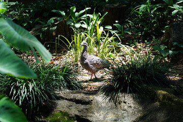 Poster - The Cape Barren Goose (Cereopsis novaehollandiae) is a large, striking goose native to southern Australia and Tasmania. Known for its unique appearance and grazing habits 