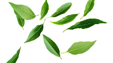 Wall Mural - green leaves fly with a gust of wind. green leaves wave. leaf falling. vegan, eco, organic design el