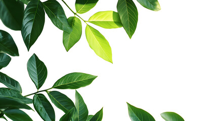 Wall Mural - Corners with green leaves