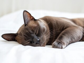 Wall Mural - A brown cat peacefully sleeping on a white bed.