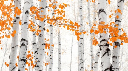 Poster - Autumn Birch. Tall Trees with White Bark and Orange Leaves on a White Background