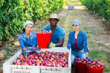 Wall Mural - Portrait of three hardworking farmers squatting in a fruit nursery with buckets full of ripe plums, next to a crate of ..recently harvested fruit