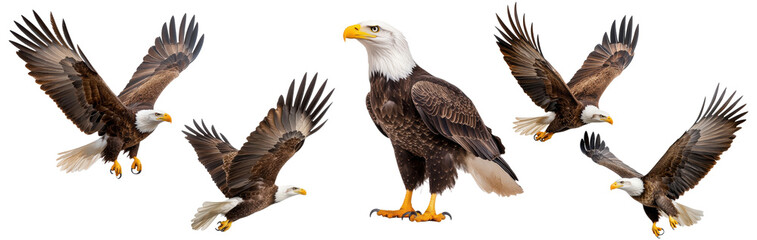 Wall Mural - PNG set of bald eagles in standing and flying poses