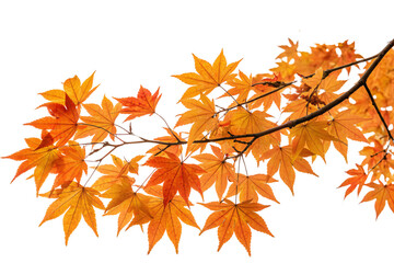 a branch of fiery orange-red maple leaves, showcasing autumn's vivid transformation against a plain 