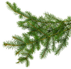 pine branch / pine-tree twig. spruce . fir-tree. decoration for new year and christmas, xmas festive