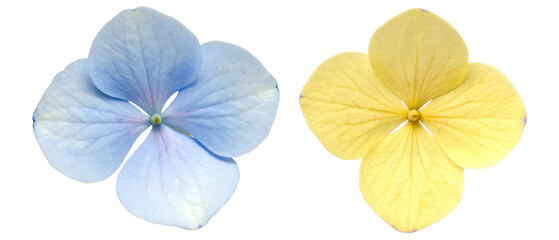 pair of hydrangea flowers in blue and yellow isolated with transparent background